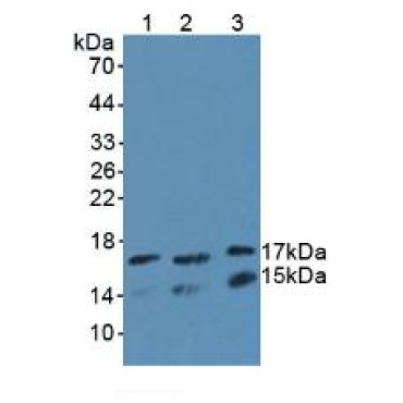 Ubiquitin Conjugating Enzyme E2L3 (UBE2L3) Human Polyclonal Antibody