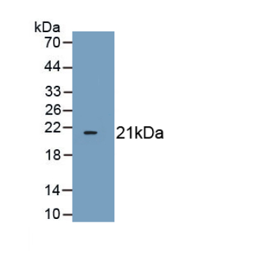 Cyclin Dependent Kinase Inhibitor 1A (CDKN1A) Mouse Polyclonal Antibody