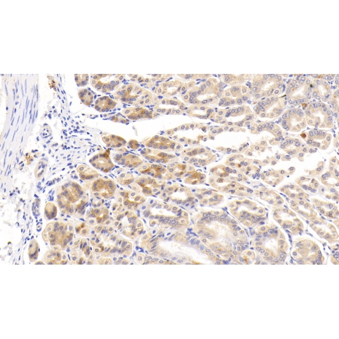 Cyclin Dependent Kinase Inhibitor 2B (CDKN2B) Mouse Polyclonal Antibody