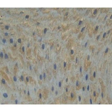 Guanylate Binding Protein 6 (GBP6) Human Polyclonal Antibody