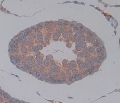 Guanylate Binding Protein 5 (GBP5) Rat Polyclonal Antibody