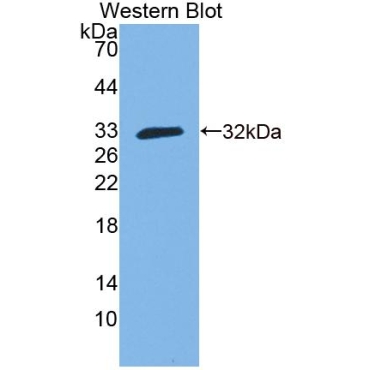 Guanylate Binding Protein 3 (GBP3) Mouse Polyclonal Antibody