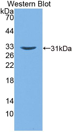 Guanylate Binding Protein 2, Interferon Inducible (GBP2) Rat Polyclonal Antibody