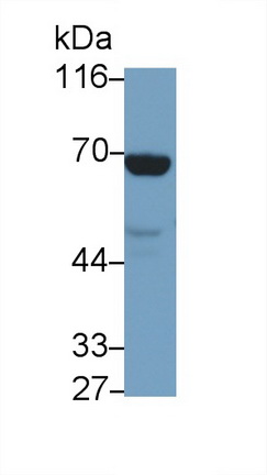 Guanylate Binding Protein 1, Interferon Inducible (GBP1) Pig Polyclonal Antibody