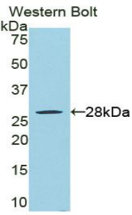 Receptor Interacting Serine Threonine Kinase 3 (RIPK3) Rat Polyclonal Antibody