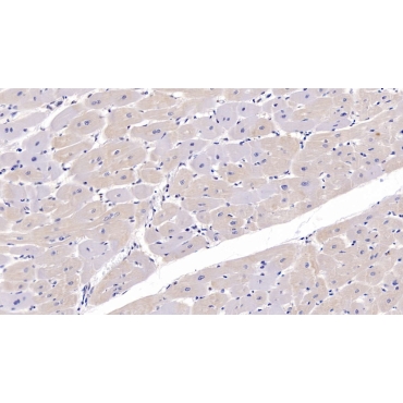 FK506 Binding Protein 1A (FKBP1A) Human Polyclonal Antibody