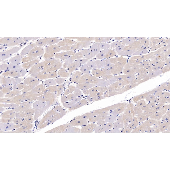 FK506 Binding Protein 1A (FKBP1A) Human Polyclonal Antibody