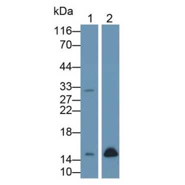 FK506 Binding Protein 1B (FKBP1B) Human Polyclonal Antibody
