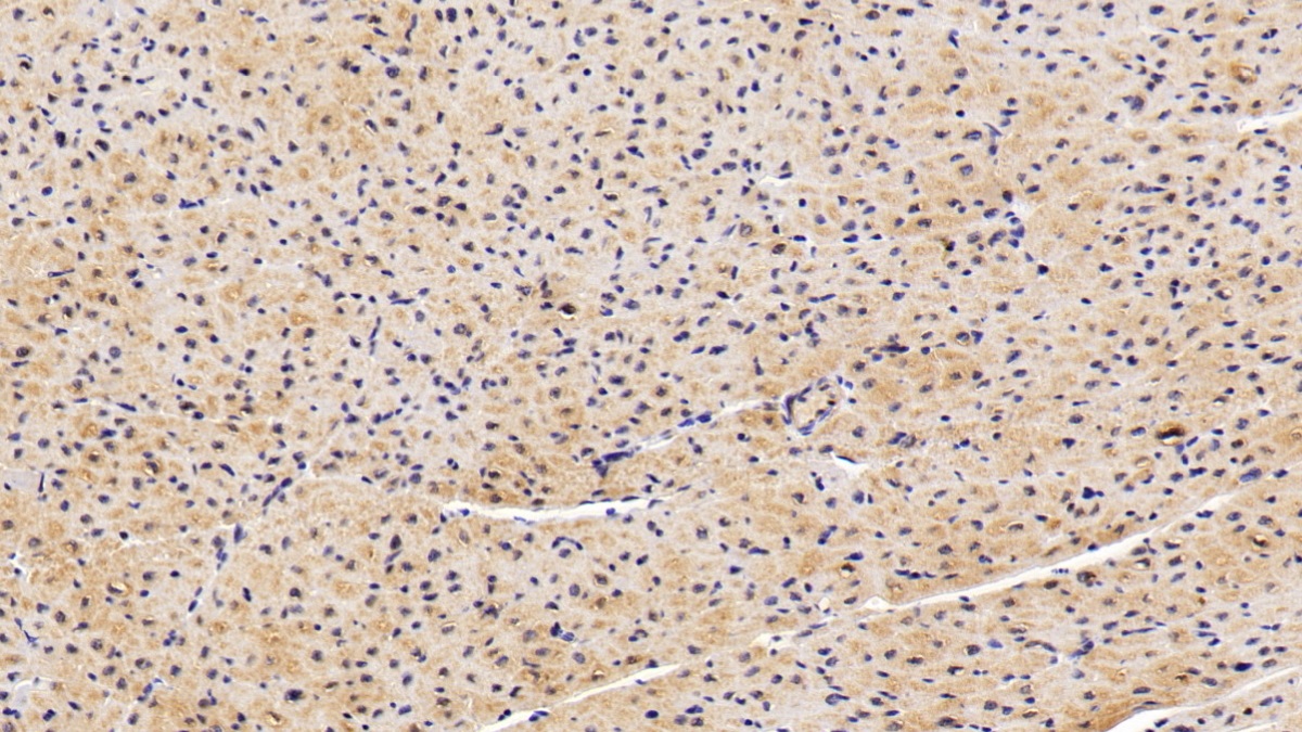 FK506 Binding Protein 1B (FKBP1B) Rat Polyclonal Antibody