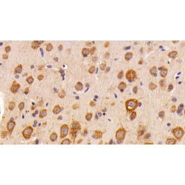 FK506 Binding Protein 3 (FKBP3) Human Polyclonal Antibody