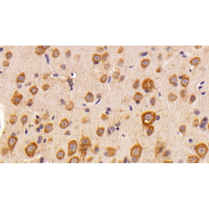 FK506 Binding Protein 3 (FKBP3) Human Polyclonal Antibody