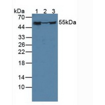 FK506 Binding Protein 4 (FKBP4) Human Polyclonal Antibody