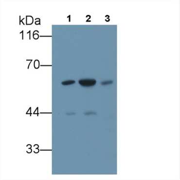 FK506 Binding Protein 5 (FKBP5) Human Polyclonal Antibody