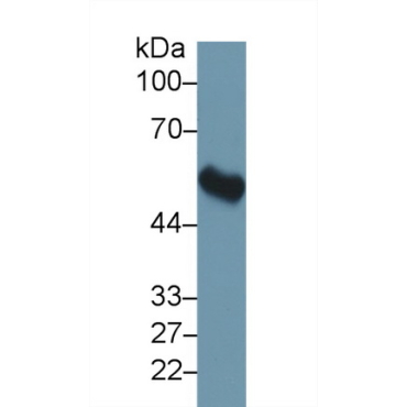 FK506 Binding Protein 5 (FKBP5) Mouse Polyclonal Antibody