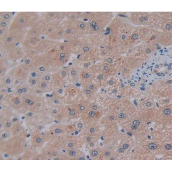 Cell Division Cycle Protein 16 (CDC16) Human Polyclonal Antibody