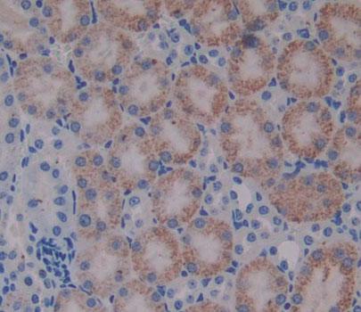 Tryptophanyl tRNA Synthetase 2, Mitochondrial (WARS2) Mouse Polyclonal Antibody