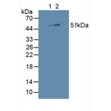 SHC-Transforming Protein 3 (SHC3) Human Polyclonal Antibody