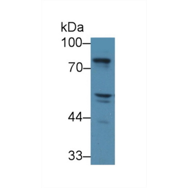 SHC-Transforming Protein 1 (SHC1) Human Polyclonal Antibody