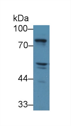 SHC-Transforming Protein 1 (SHC1) Human Polyclonal Antibody
