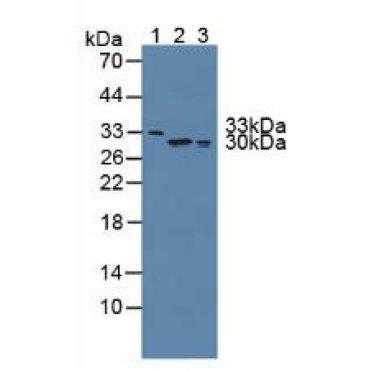 FK506 Binding Protein 7 (FKBP7) Human Polyclonal Antibody