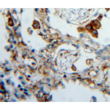 FK506 Binding Protein 7 (FKBP7) Mouse Polyclonal Antibody
