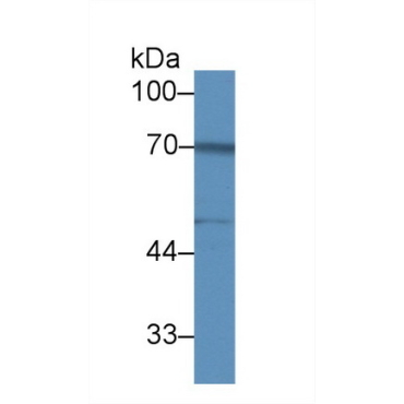FK506 Binding Protein 10 (FKBP10) Human Polyclonal Antibody
