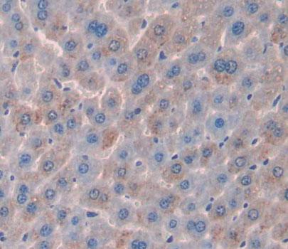 Uridine Phosphorylase 2 (UPP2) Mouse Polyclonal Antibody