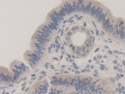 Tubulin Beta 1 (TUBb1) Mouse Polyclonal Antibody