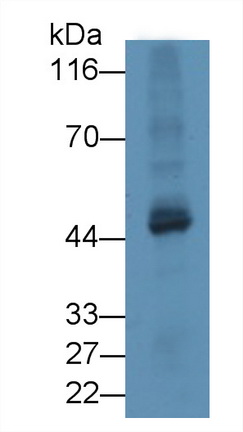 Tubulin Delta (TUBd) Mouse Polyclonal Antibody