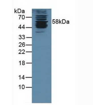 Karyopherin Alpha 1 (KPNa1) Human Polyclonal Antibody