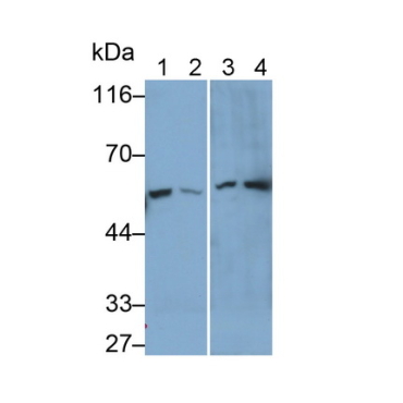 Karyopherin Alpha 2 (KPNa2) Human Polyclonal Antibody