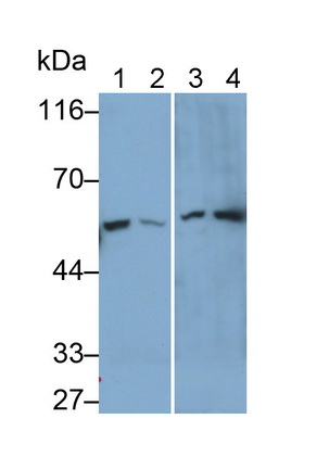 Karyopherin Alpha 2 (KPNa2) Human Polyclonal Antibody