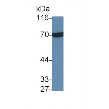 Interleukin 20 Receptor Alpha (IL20Ra) Mouse Polyclonal Antibody
