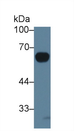 Interleukin 20 Receptor Alpha (IL20Ra) Rat Polyclonal Antibody