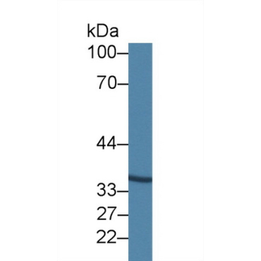 Annexin A9 (ANXA9) Human Polyclonal Antibody