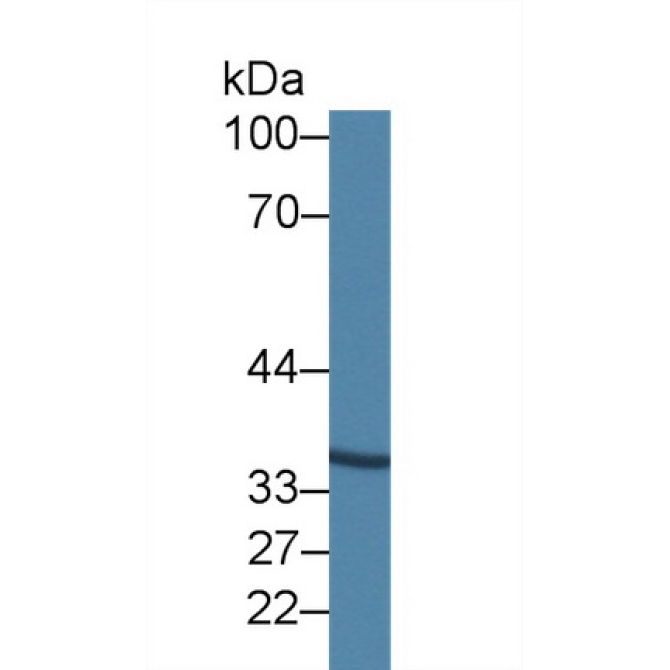 Annexin A9 (ANXA9) Human Polyclonal Antibody