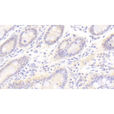 Annexin A13 (ANXA13) Human Polyclonal Antibody