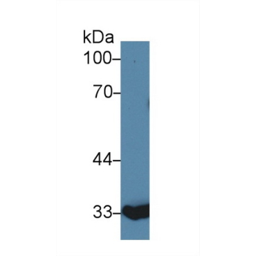 Annexin A4 (ANXA4) Bovine (Cattle) Polyclonal Antibody