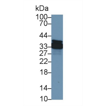 Annexin A4 (ANXA4) Canis familiaris; Canine (Dog) Polyclonal Antibody