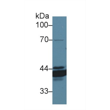 Annexin A4 (ANXA4) Canis familiaris; Canine (Dog) Polyclonal Antibody