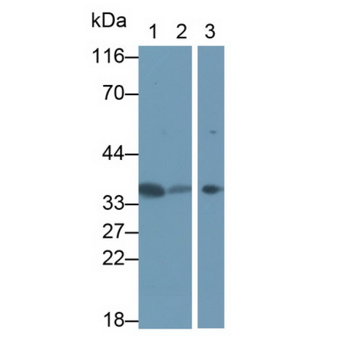 Annexin A4 (ANXA4) Human Polyclonal Antibody