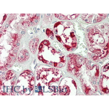 Annexin A4 (ANXA4) Human Polyclonal Antibody
