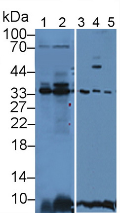 Annexin A4 (ANXA4) Pig Polyclonal Antibody
