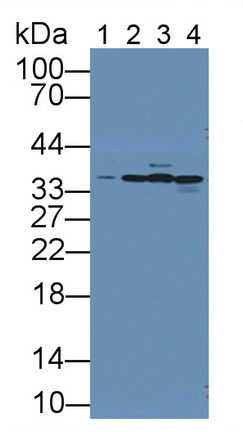 Annexin A4 (ANXA4) Rat Polyclonal Antibody