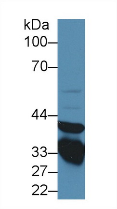 Annexin A3 (ANXA3) Rat Polyclonal Antibody