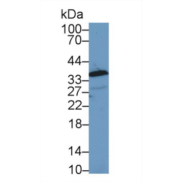 Annexin A1 (ANXA1) Guinea Pig Polyclonal Antibody