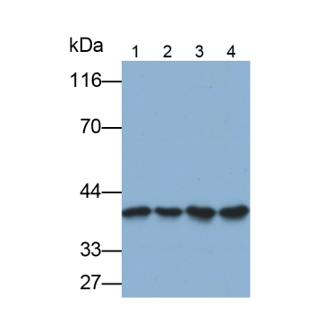 Annexin A1 (ANXA1) Human Polyclonal Antibody