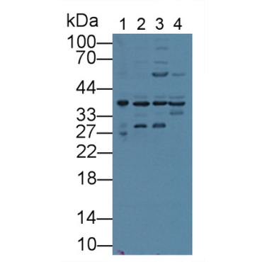 Annexin A1 (ANXA1) Mouse Polyclonal Antibody