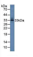 Annexin A1 (ANXA1) Pig Polyclonal Antibody