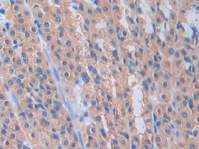 Pannexin 1 (PANX1) Rat Polyclonal Antibody